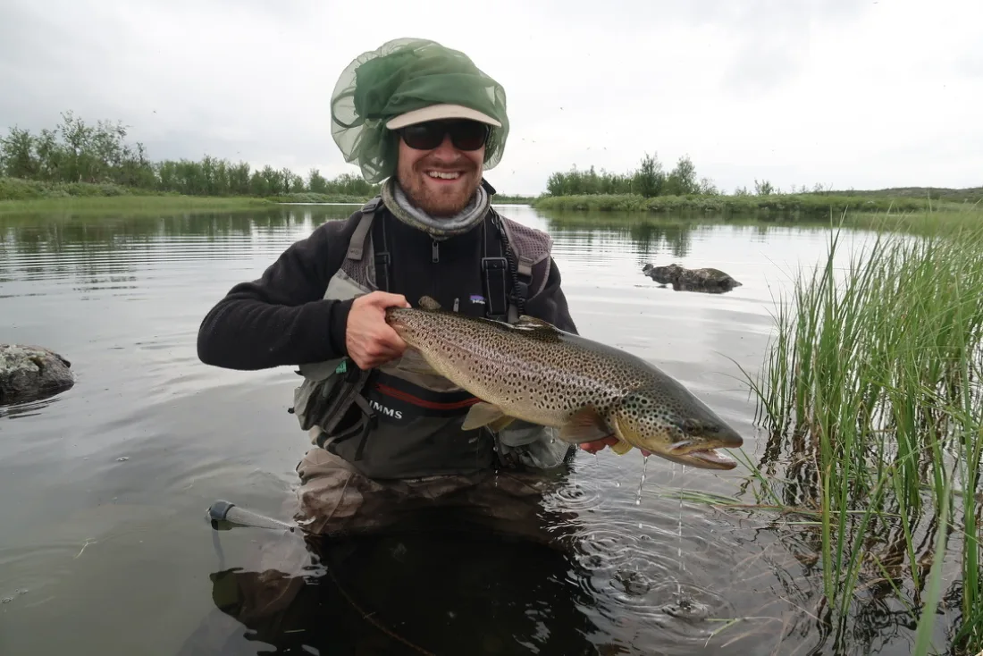Forelle aus Lappland