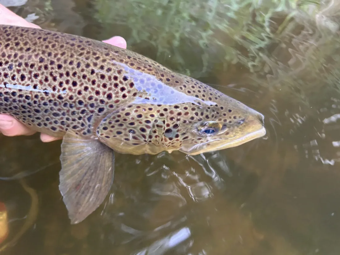 Angler mit großer Bachforelle im naturnahen Gewässer