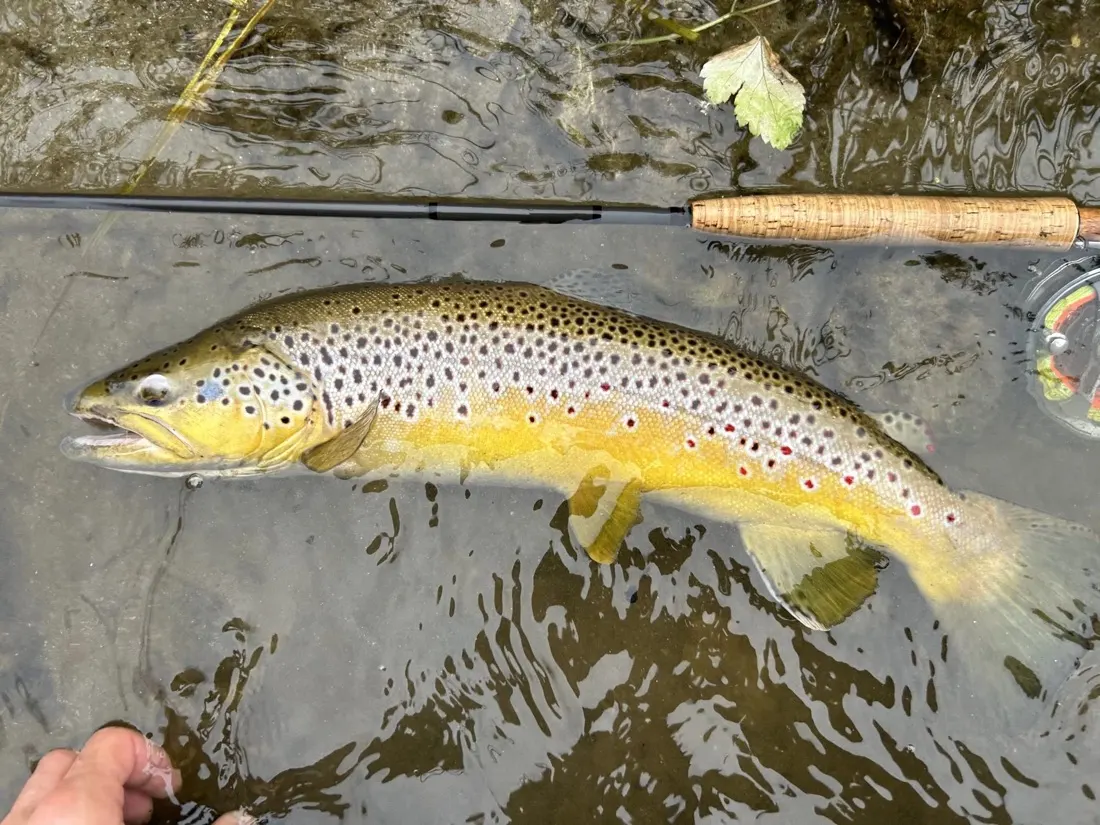 Große Forelle im naturnahen Gewässer