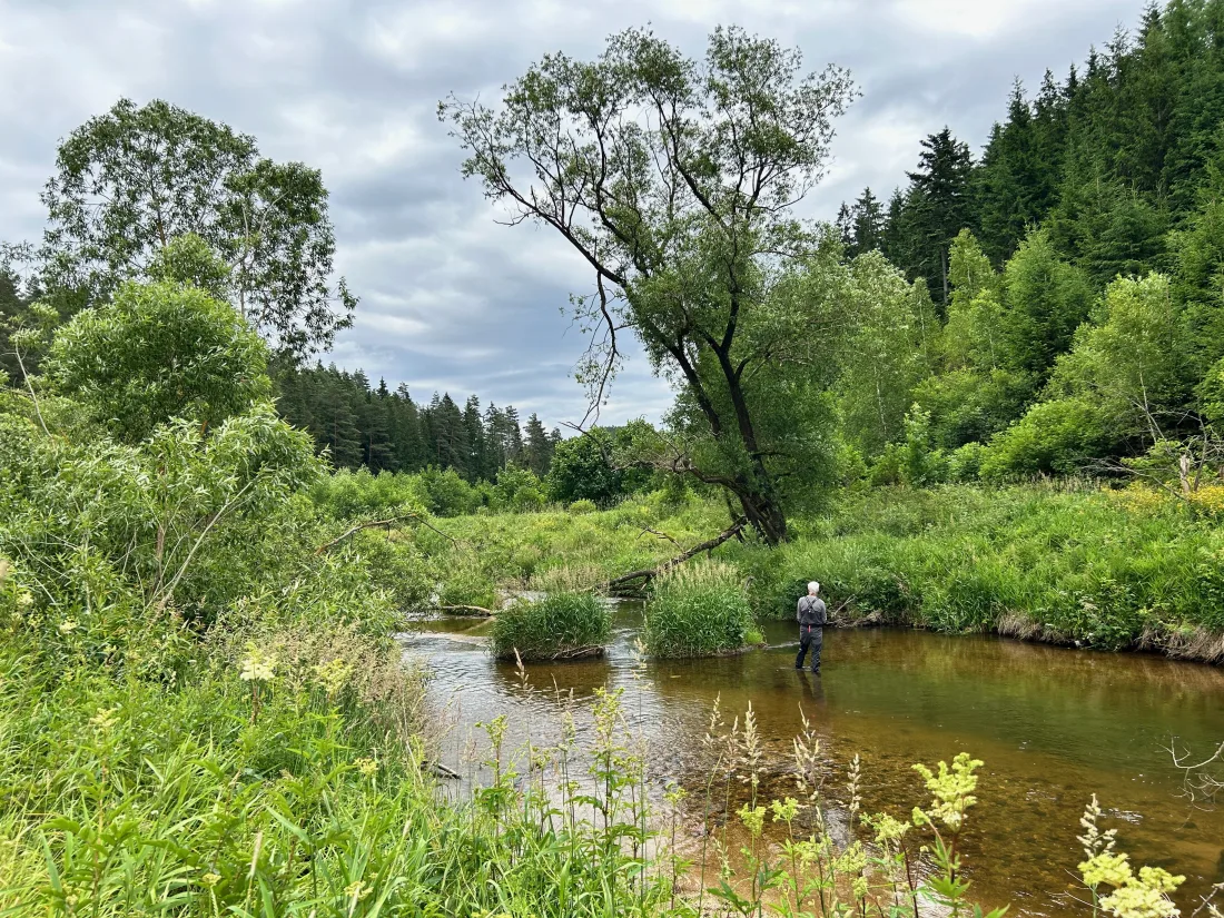 Oberlauf des Kamp mit bewachsenen Ufern und Fliegenfischer im Wasser